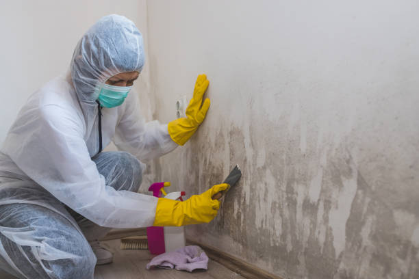 Best Basement Mold Removal  in Paonia, CO