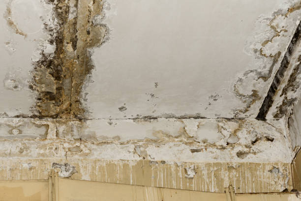 Best Mold Prevention Services  in Paonia, CO
