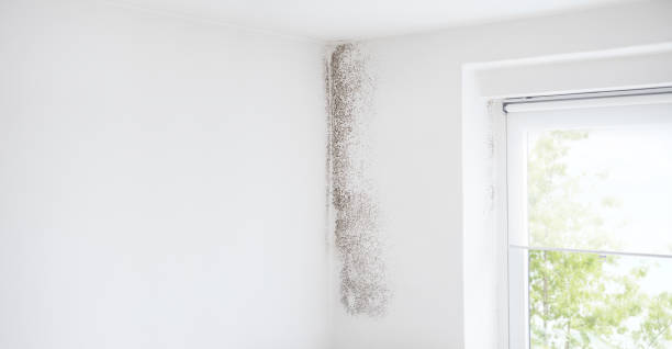 Forensic Mold Investigation in Paonia, CO