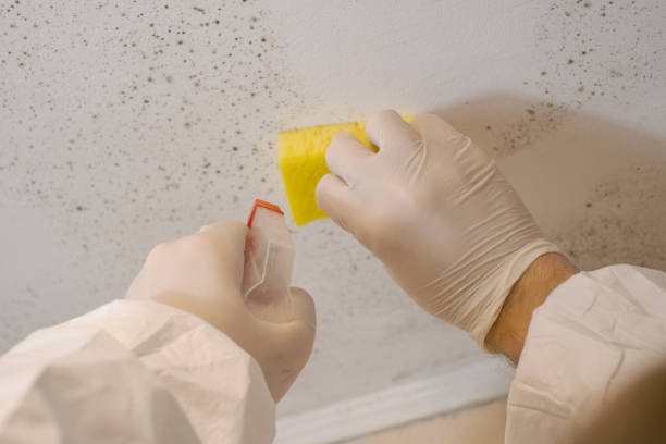 Paonia, CO Mold Removal Company