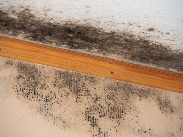 Best Forensic Mold Investigation  in Paonia, CO