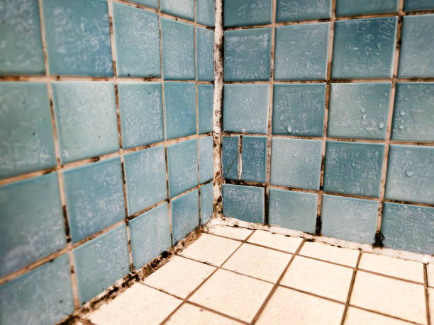 Best Mold Damage Restoration  in Paonia, CO