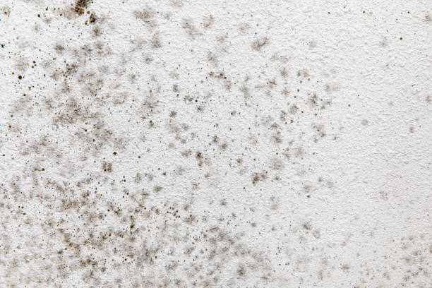 Best Environmental Consulting for Mold Prevention  in Paonia, CO