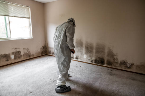 Best Emergency Mold Remediation  in Paonia, CO